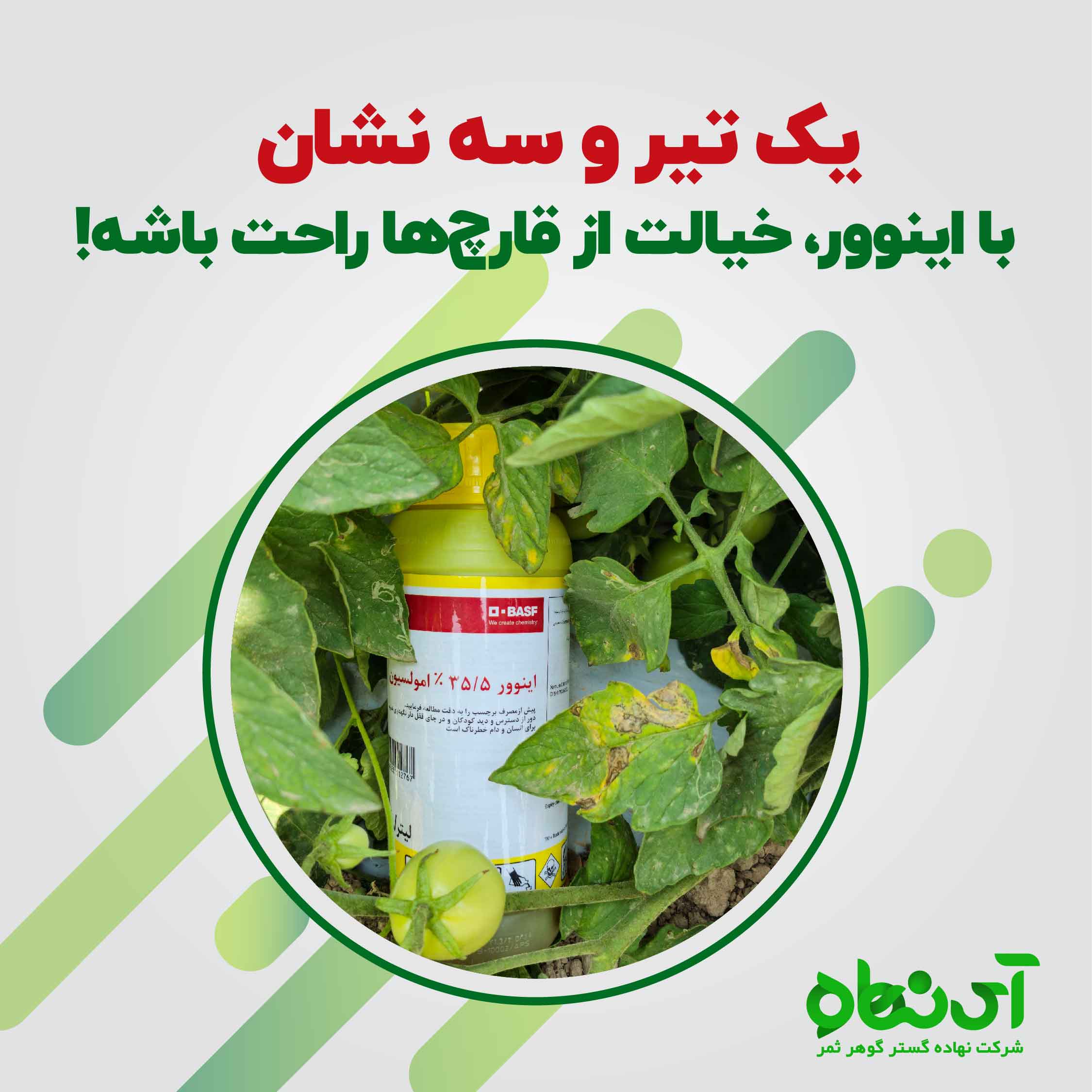 یک تیر و سه نشان ، با اینوور، خیالت از قارچ ها راحت باشه!